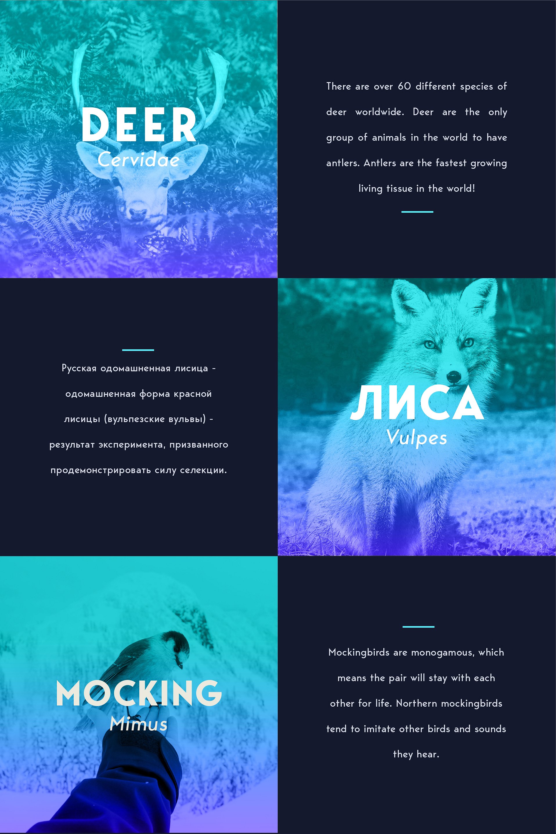 George Sans Geometric Typeface